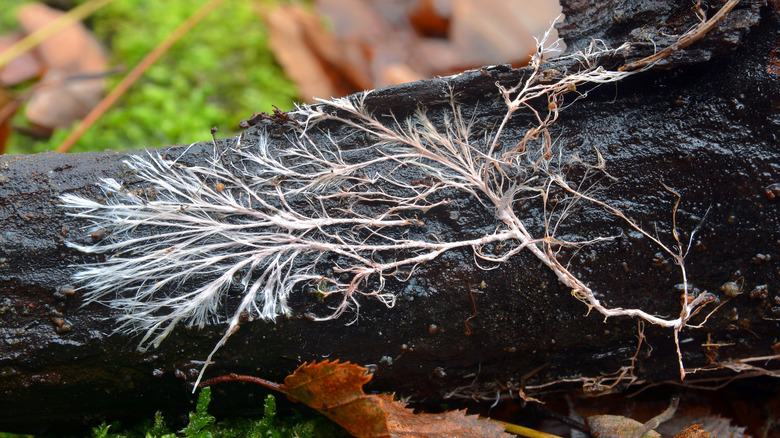 mycelial chord