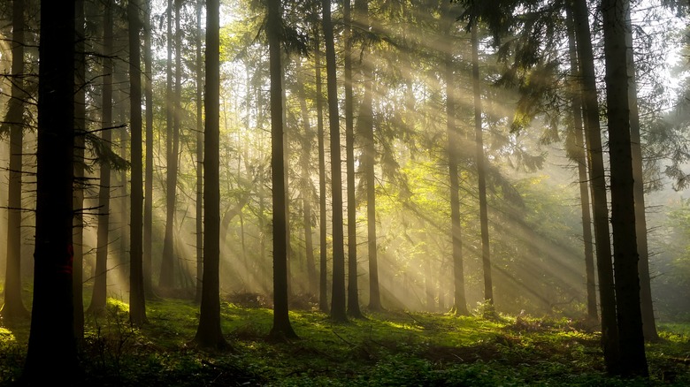 forest