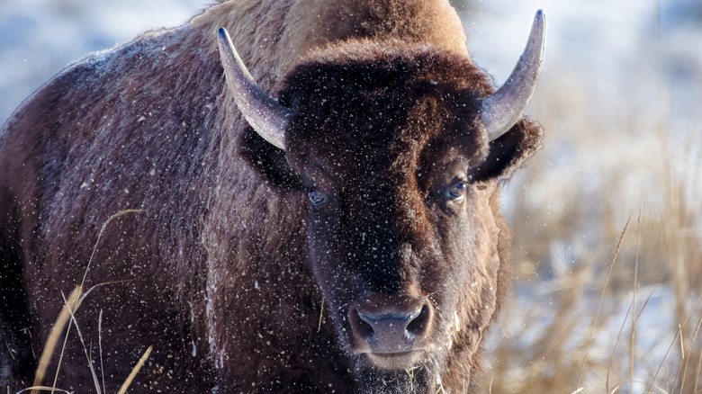 Bison at Yellowstone