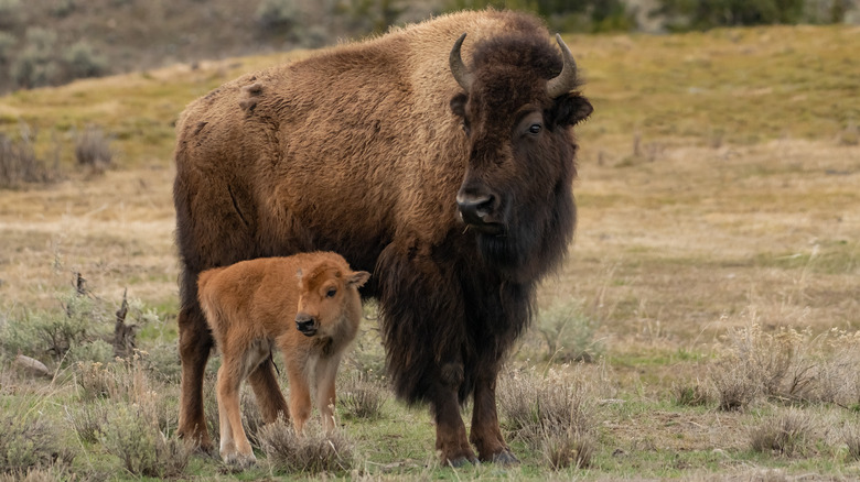 Bison mother and calf