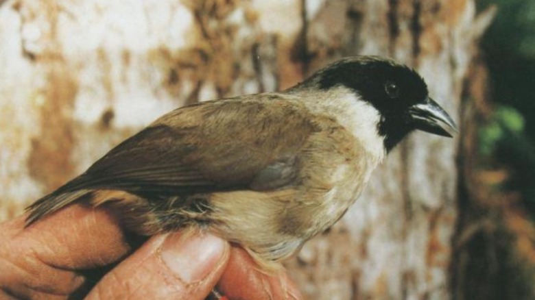 Po'ouli bird extinct