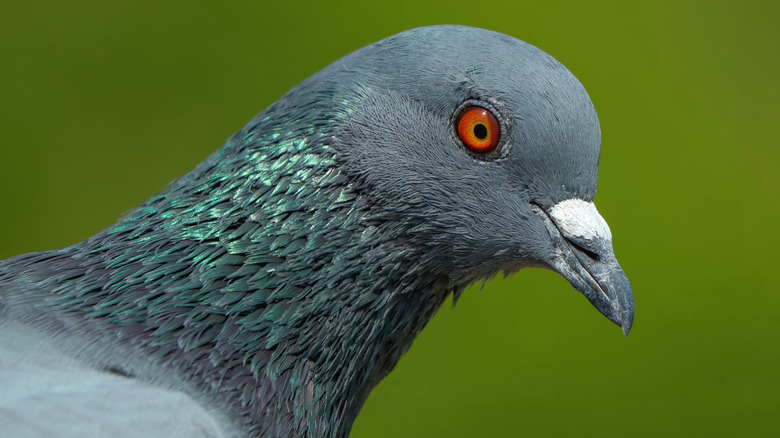 a pigeon head