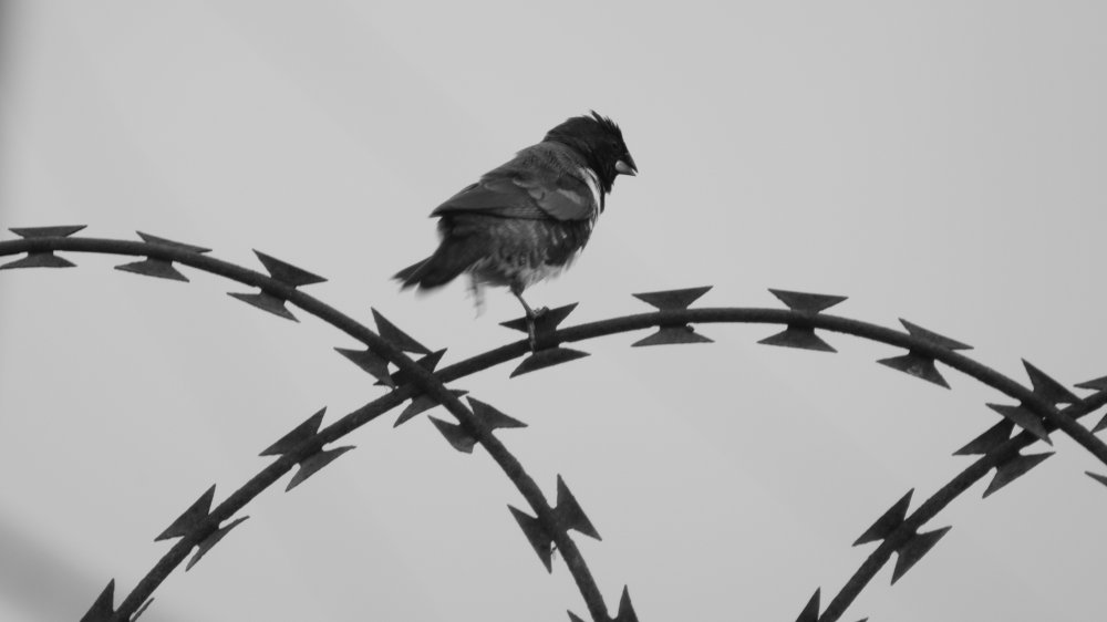 Bird on barbed wire