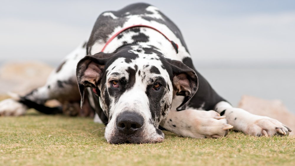 Harlequin Great Dane