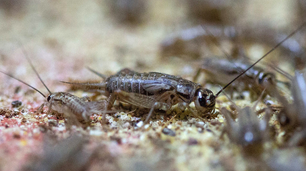 Crickets on ground