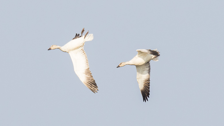 Geese whiffling in sky