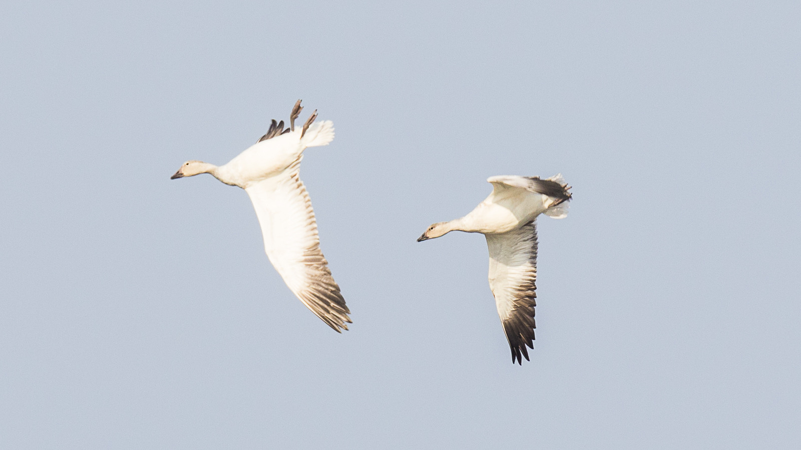 The Weird Reason Geese Fly Upside Down