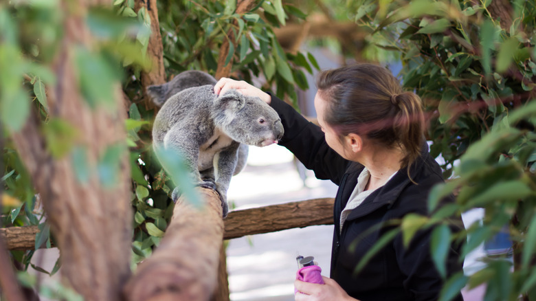 koala and human