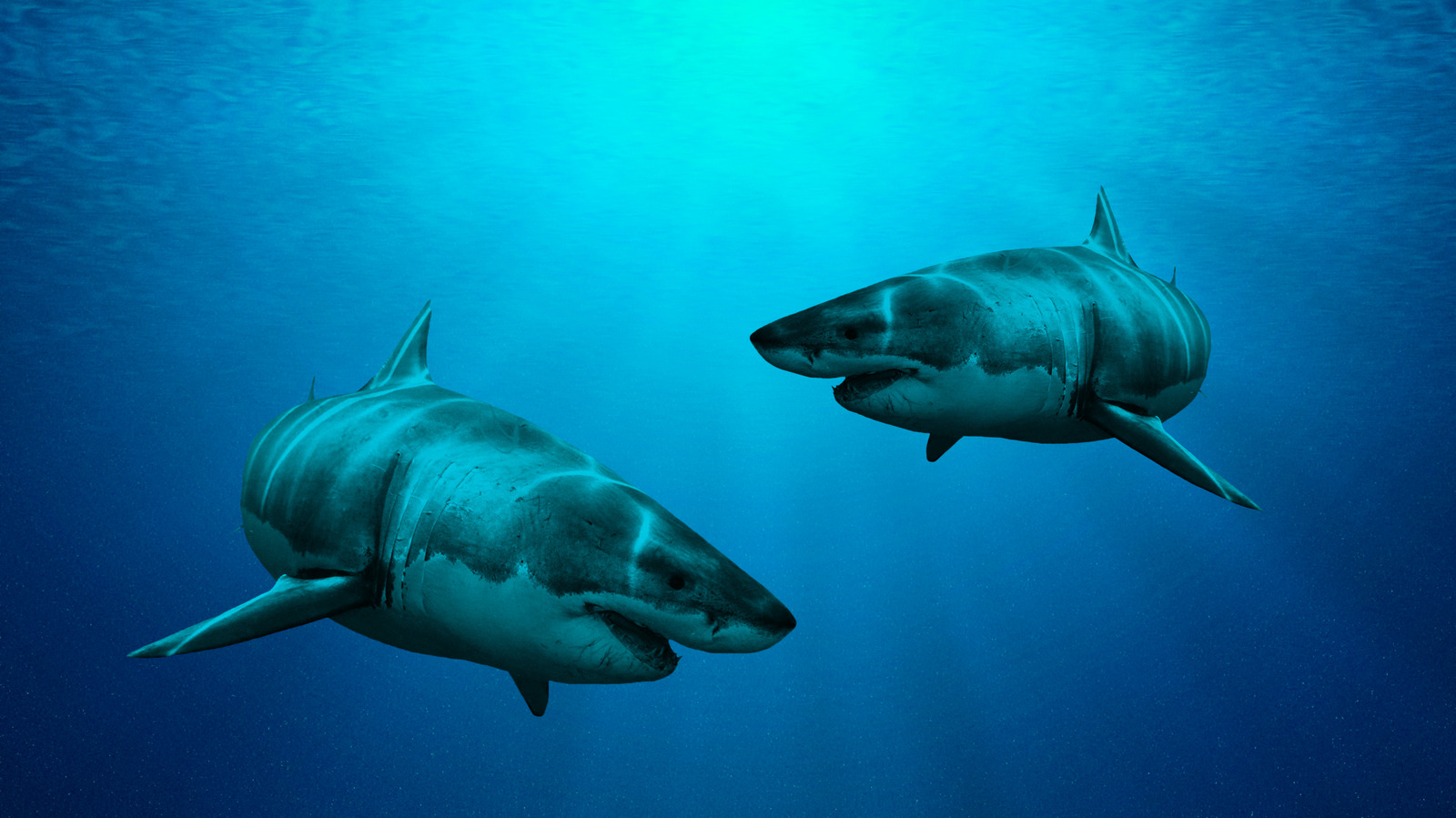 The Weird Truth About Glow-In-The-Dark Sharks