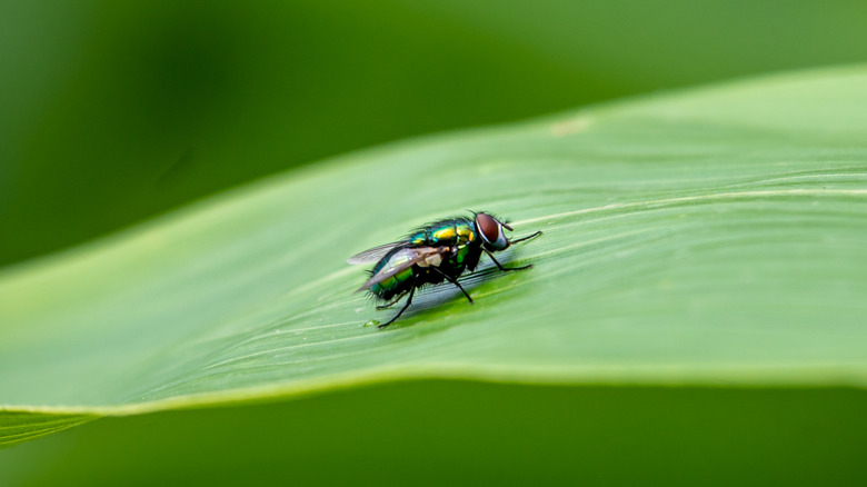 fly on leaf