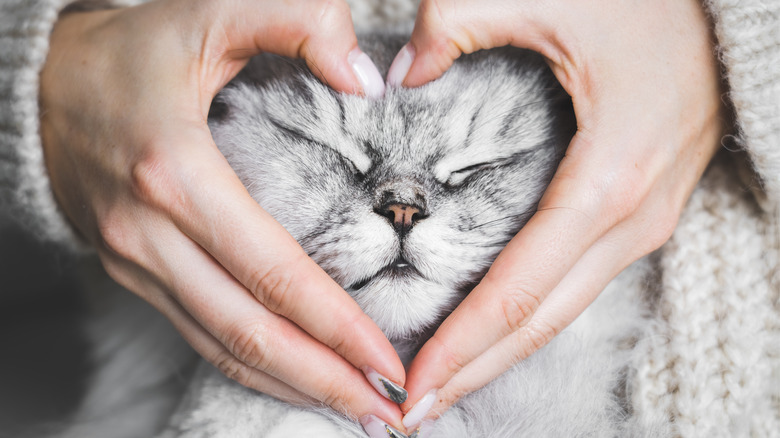 Human hands squishing cat's face