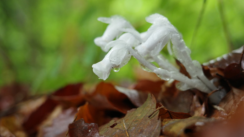 White ghostly flowers growing out from leaf litter