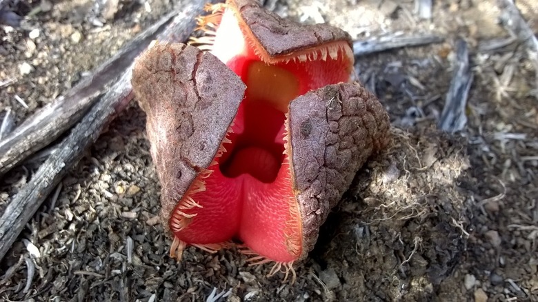 Fleshy-looking hydnora flower