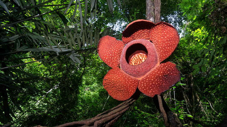 Giant rafflesia flower growing from hanging plant roots