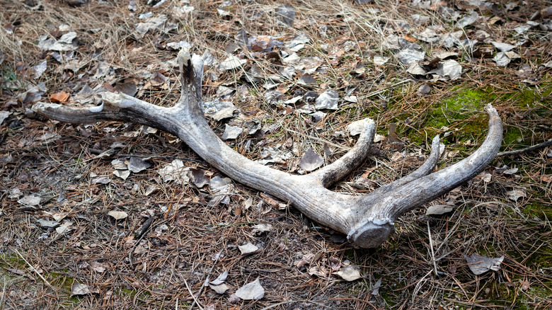 Chernobyl deer horn