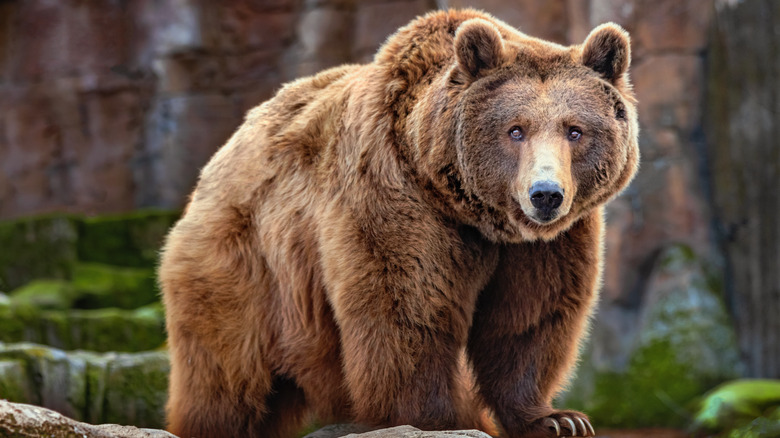 Big brown bear outdoors