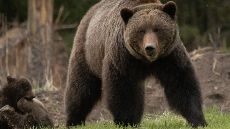 Медведь гризли с двумя детенышами в травянистой местности