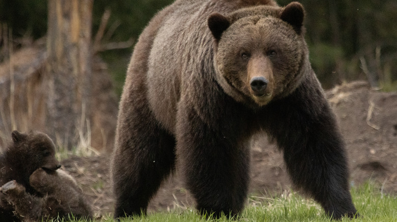 Grizzly bear with two cubs in grassy area