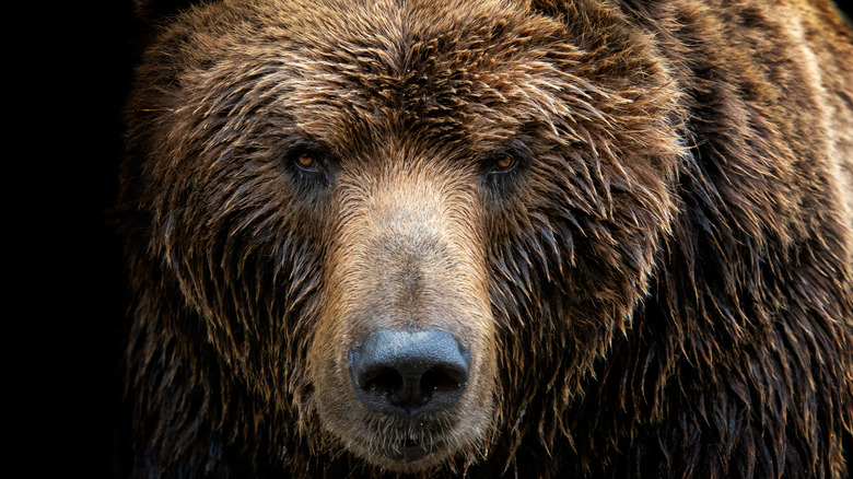 Close up on brown bear's face