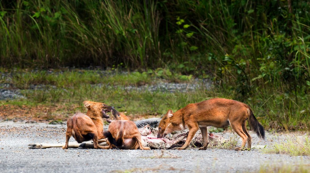 dholes