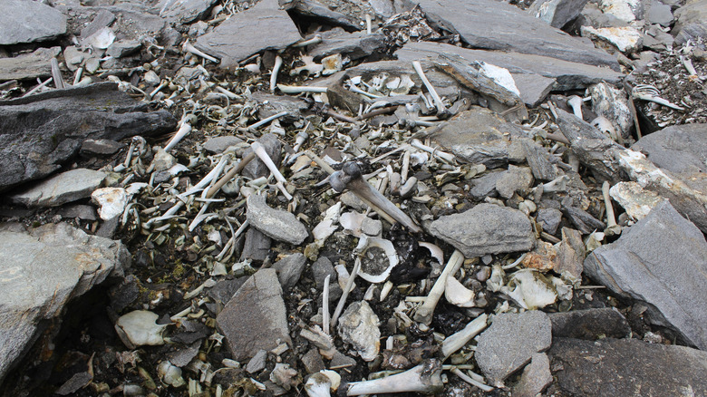 human bones on the shore of Roopkund Lake