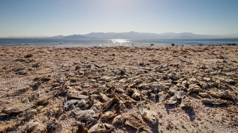 hundreds of dead fish on the shore of the Salton Sea