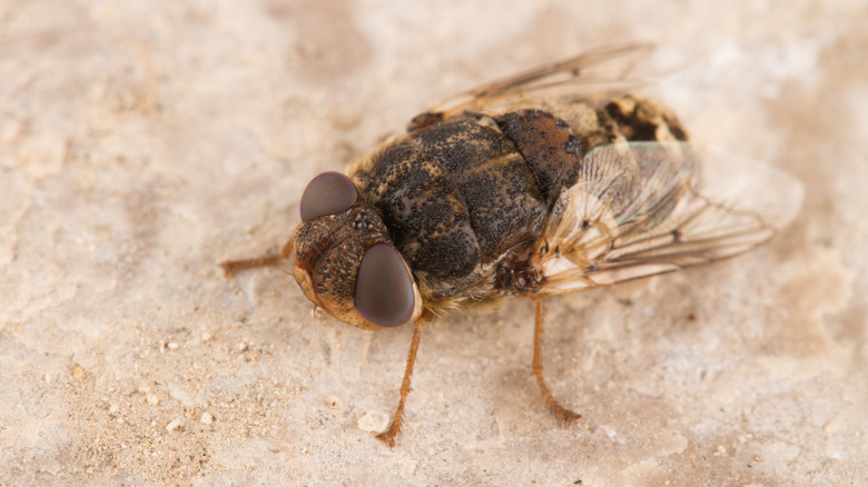 bot fly on sand