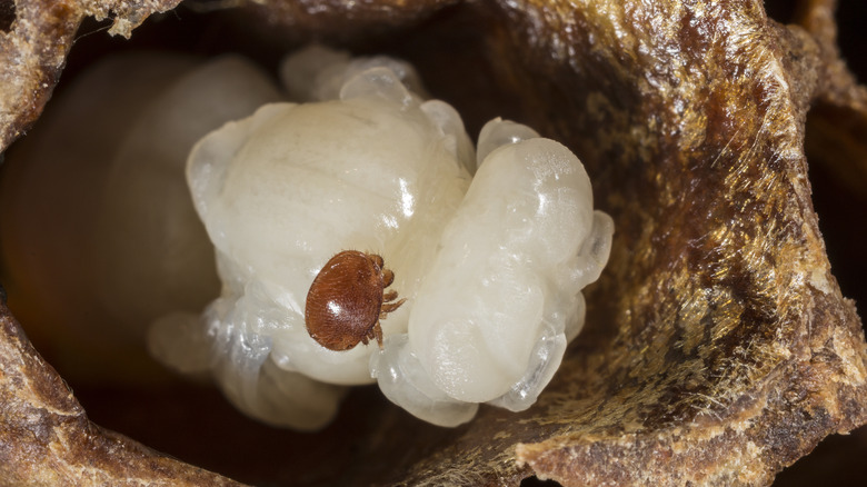 varroa mite on bee