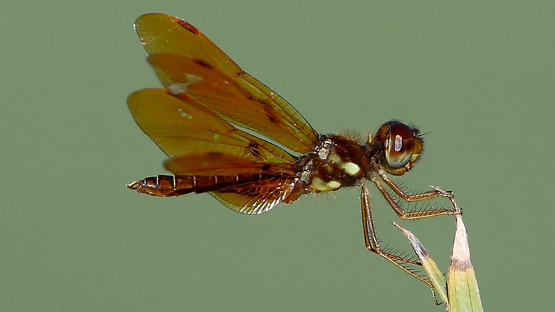 Dragonfly with brown wings 