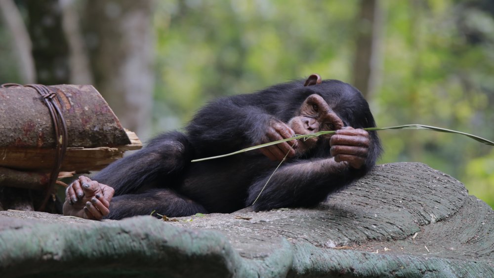 Chimpanzee