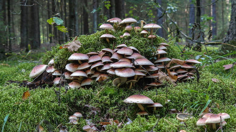 Armillaria solidipes mushrooms
