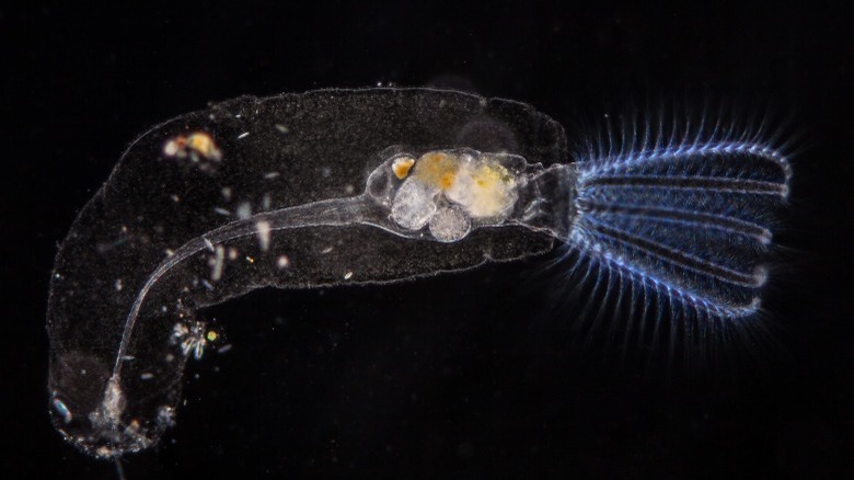Microscope image of a rotifer
