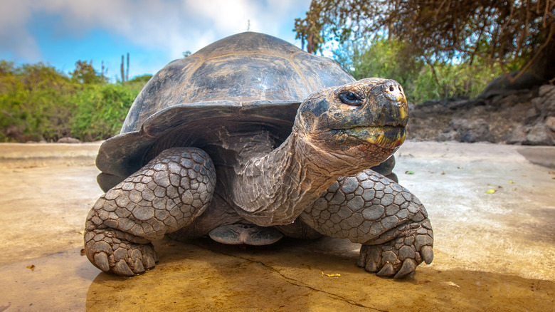 Giant tortoise basking on rock