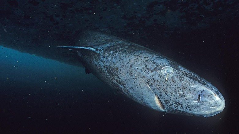 old Greenland shark