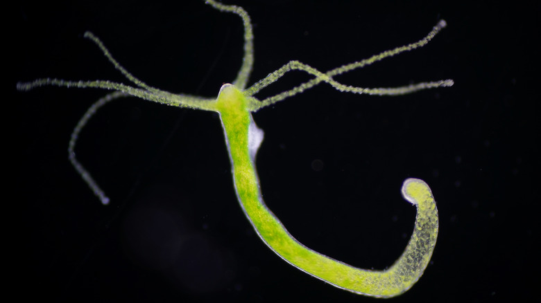 Freshwater hydra with trailing tentacles.