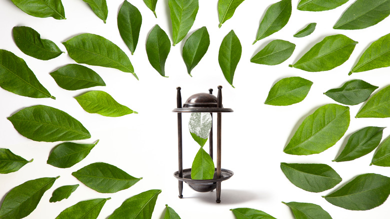 Hourglass made from leaves