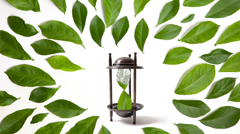Hourglass made from leaves