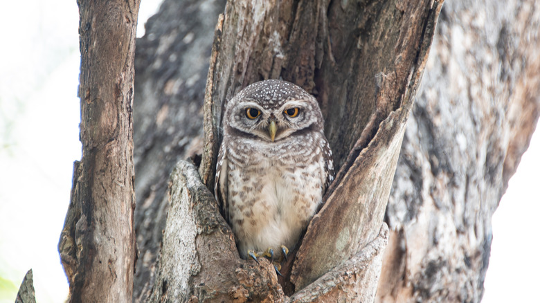 elf owl in tree hollow