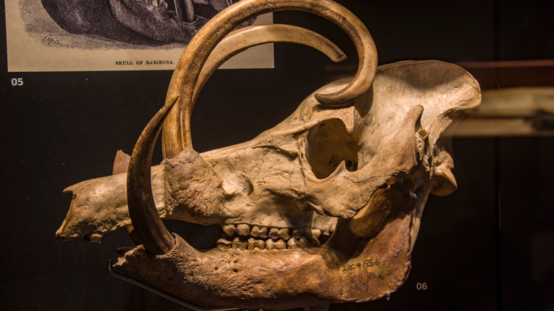 babirusa skull on display