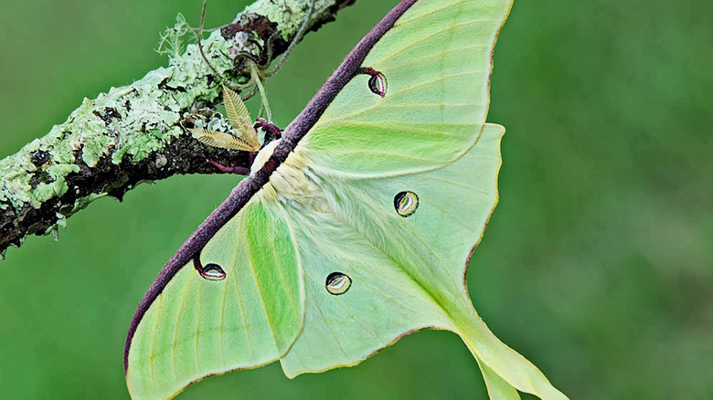 mouthless luna moth