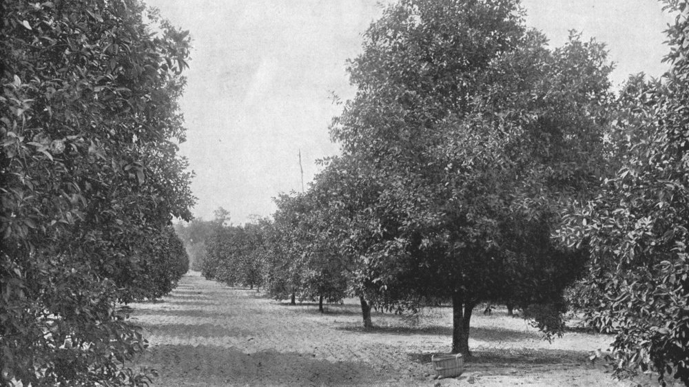 Orange grove in Florida, 1920