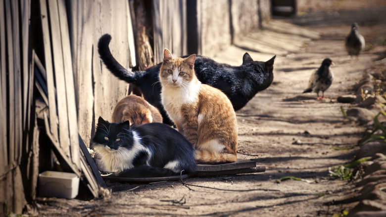 A group of feral cats in an alley
