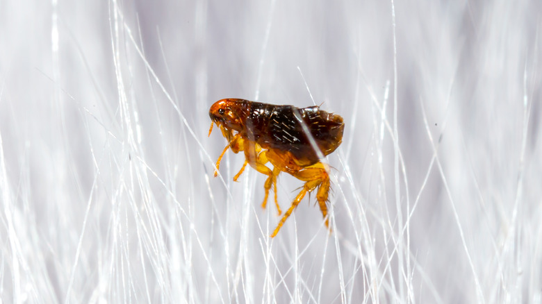 A flea in a close-up image