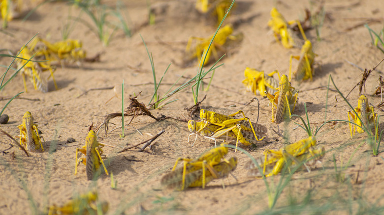 Migratory locusts on a devastated landscape