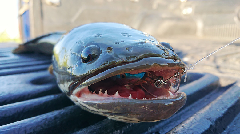 A caught snakehead fish
