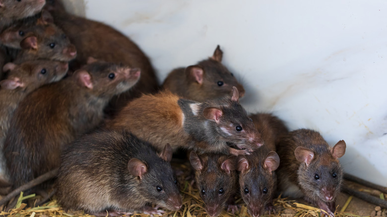 A group of rats piled atop on another