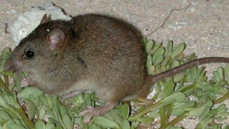 bramble cay melomys on vegetation