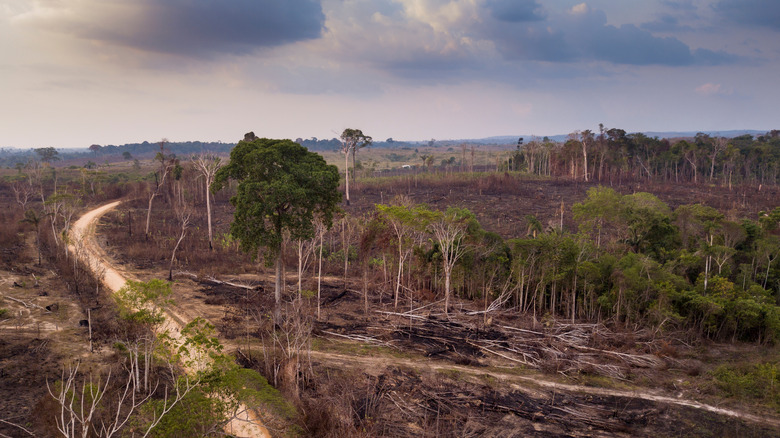massive deforestation in forested area