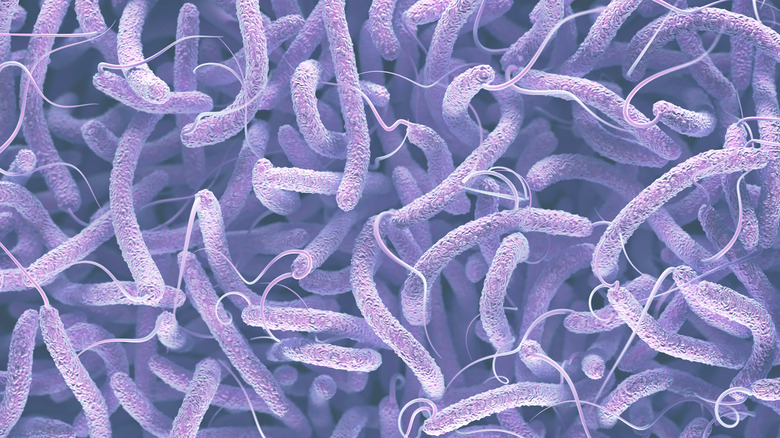 cholera bacteria illustration