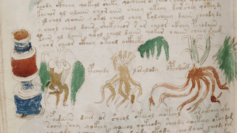 Page from Voynich Manuscript showing plants, bottles, and text